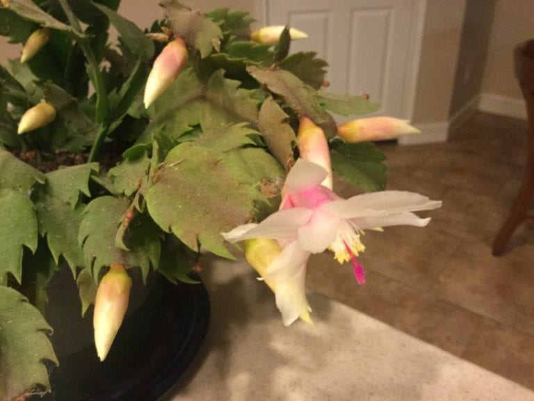How to get your Christmas cactus to bloom