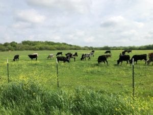 longhorn cows